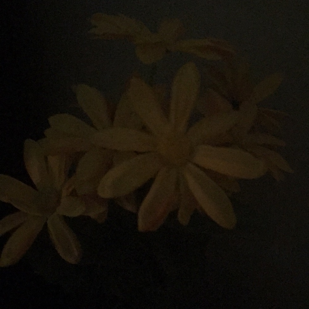 Meet your Posher, Pam